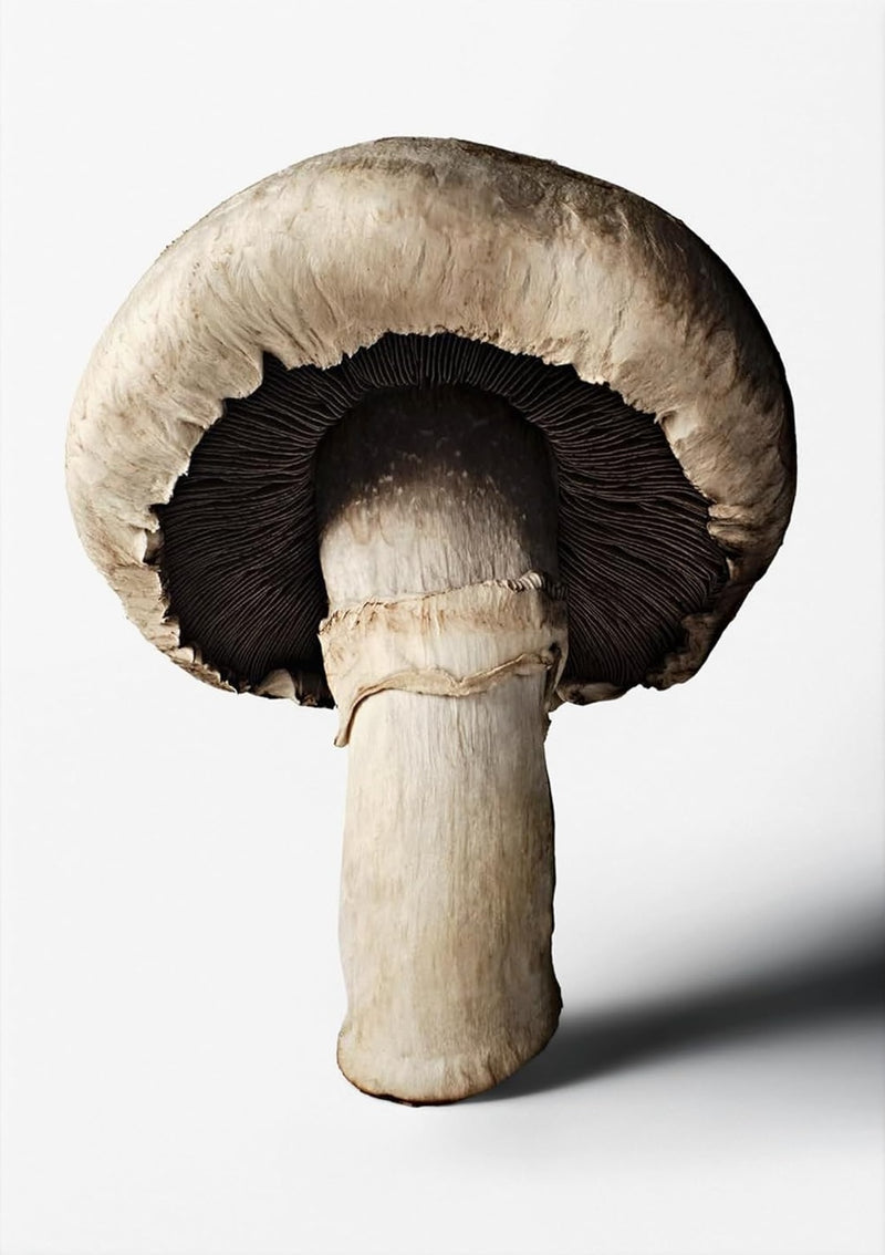 ספר מתכונים The Gourmand's Mushroom - עטיפה קדמית
